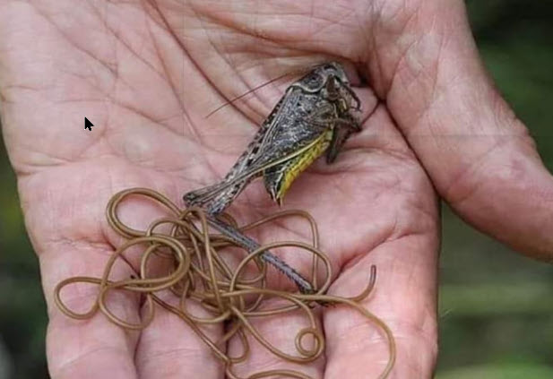 2023 03 Rosshaarparasiten